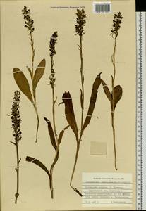 Platanthera sachalinensis F.Schmidt, Siberia, Russian Far East (S6) (Russia)