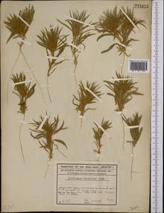 Ceratocarpus arenarius L., Middle Asia, Syr-Darian deserts & Kyzylkum (M7) (Kazakhstan)