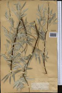 Elaeagnus angustifolia L., Middle Asia, Muyunkumy, Balkhash & Betpak-Dala (M9) (Kazakhstan)