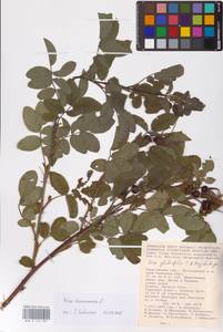 Rosa majalis Herrm., Eastern Europe, Lower Volga region (E9) (Russia)
