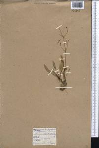 Alisma gramineum Lej., Middle Asia, Northern & Central Kazakhstan (M10) (Kazakhstan)