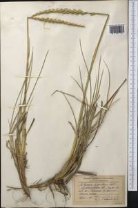 Leymus racemosus (Lam.) Tzvelev, Middle Asia, Northern & Central Kazakhstan (M10) (Kazakhstan)
