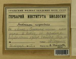 Andreaea rupestris Hedw., Bryophytes, Bryophytes - Permsky Krai, Udmurt Republic, Sverdlovsk & Kirov Oblasts (B8) (Russia)