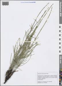 Equisetum ramosissimum Desf., Eastern Europe, Central forest-and-steppe region (E6) (Russia)