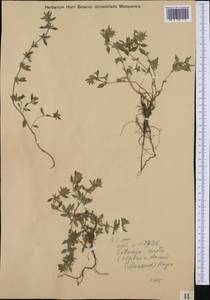 Clinopodium mixtum (Ausserd. ex Heinr.Braun & Sennholz) Starm., Western Europe (EUR) (Italy)