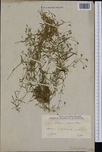 Heliosperma pusillum subsp. pusillum, Western Europe (EUR) (North Macedonia)