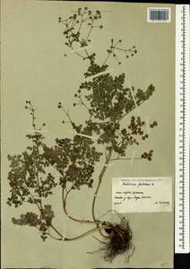 Thalictrum foetidum L., Caucasus, South Ossetia (K4b) (South Ossetia)