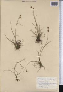 Rhynchospora holoschoenoides (Rich.) Herter, America (AMER) (Cuba)