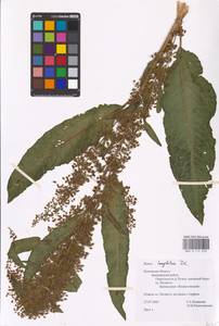 Rumex longifolius DC., Eastern Europe, North-Western region (E2) (Russia)