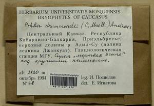 Pohlia drummondii (Müll. Hal.) A.L. Andrews, Bryophytes, Bryophytes - North Caucasus & Ciscaucasia (B12) (Russia)