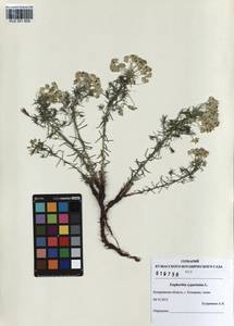 KUZ 001 609, Euphorbia cyparissias L., Siberia, Altai & Sayany Mountains (S2) (Russia)