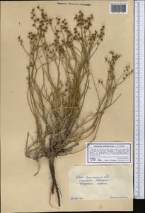 Limonium suffruticosum (L.) Kuntze, Middle Asia, Syr-Darian deserts & Kyzylkum (M7) (Kazakhstan)