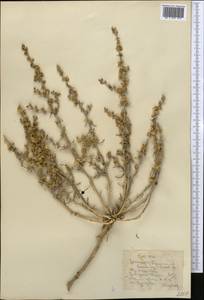 Halothamnus, Middle Asia, Syr-Darian deserts & Kyzylkum (M7)