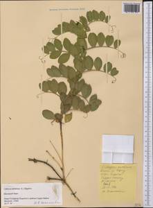 Lathyrus japonicus subsp. maritimus (L.)P.W.Ball, America (AMER) (United States)