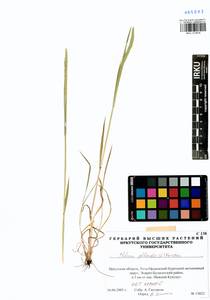 Phleum phleoides (L.) H.Karst., Siberia, Baikal & Transbaikal region (S4) (Russia)