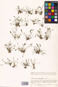 MHA 0 159 747, Limosella aquatica L., Eastern Europe, Lower Volga region (E9) (Russia)