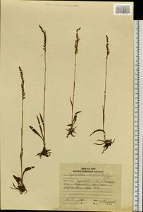 Spiranthes sinensis (Pers.) Ames, Siberia, Russian Far East (S6) (Russia)