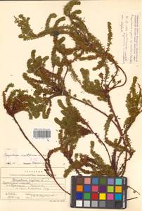 Empetrum nigrum subsp. asiaticum (Nakai ex H.Itô) Kuvaev, Siberia, Russian Far East (S6) (Russia)