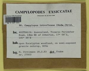 Campylopus introflexus (Hedw.) Brid., Bryophytes, Bryophytes - Australia & New Zealand (BAu) (Australia)