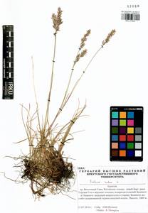 Festuca rubra L., Siberia, Baikal & Transbaikal region (S4) (Russia)