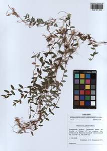 KUZ 001 863, Vaccinium oxycoccos L., Siberia, Altai & Sayany Mountains (S2) (Russia)