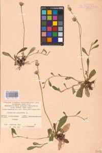 Pilosella officinarum Vaill., Eastern Europe, North Ukrainian region (E11) (Ukraine)