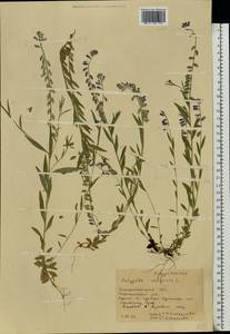 Polygala vulgaris L., Eastern Europe, West Ukrainian region (E13) (Ukraine)