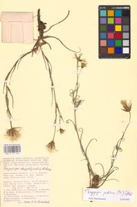 Tragopogon podolicus Besser ex DC., Eastern Europe, Lower Volga region (E9) (Russia)