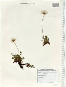 Dryas octopetala subsp. punctata (Juz.) Hultén, Siberia, Central Siberia (S3) (Russia)