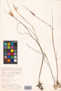 Allium praescissum Rchb., Eastern Europe, Lower Volga region (E9) (Russia)