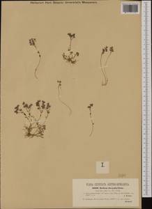 Sedum dasyphyllum L., Western Europe (EUR) (Austria)