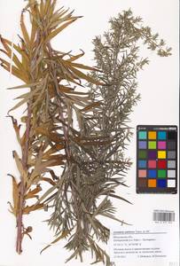 Artemisia umbrosa Turcz. ex DC., Eastern Europe, Moscow region (E4a) (Russia)