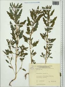 Oxybasis glauca (L.) S. Fuentes, Uotila & Borsch, Western Europe (EUR) (Germany)