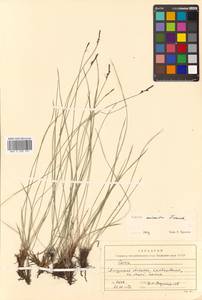 Carex cespitosa var. minuta (Franch.) Kük., Siberia, Russian Far East (S6) (Russia)