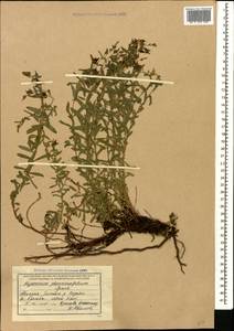 Hypericum orientale L., Caucasus, Abkhazia (K4a) (Abkhazia)