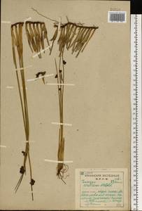 Juncus arcticus Willd., Eastern Europe, Northern region (E1) (Russia)