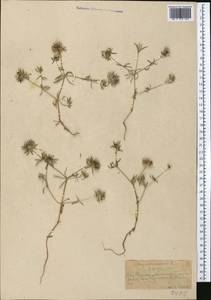 Asperula arvensis L., Middle Asia, Western Tian Shan & Karatau (M3) (Kazakhstan)