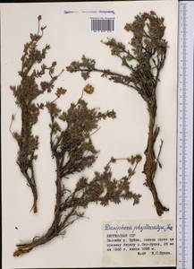 Dasiphora fruticosa (L.) Rydb., Middle Asia, Northern & Central Tian Shan (M4) (Kyrgyzstan)