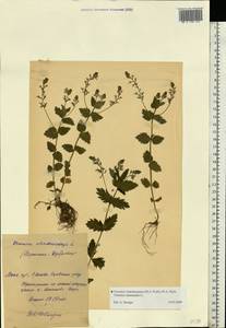 Veronica vindobonensis (M. Fisch.) M. Fisch., Eastern Europe, Moscow region (E4a) (Russia)