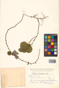 Celastrus flagellaris Rupr., Siberia, Russian Far East (S6) (Russia)