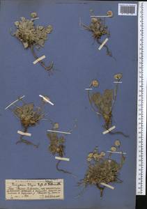Psychrogeton olgae (Regel & Schmalh.) Novopokr. ex Nevski, Middle Asia, Western Tian Shan & Karatau (M3) (Kazakhstan)