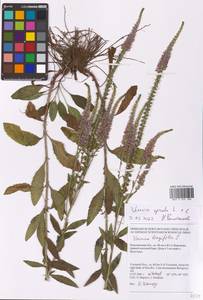 Veronica spicata L., Eastern Europe, Central forest-and-steppe region (E6) (Russia)