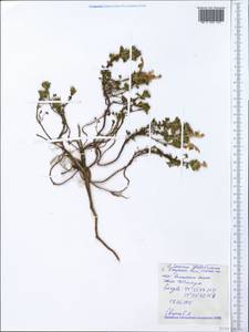 Lamium glaberrimum (K.Koch) Taliev, Crimea (KRYM) (Russia)