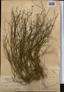 Chondrilla ambigua Fisch. ex Kar. & Kir., Middle Asia, Caspian Ustyurt & Northern Aralia (M8) (Kazakhstan)