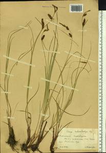 Carex songorica Kar. & Kir., Siberia, Altai & Sayany Mountains (S2) (Russia)