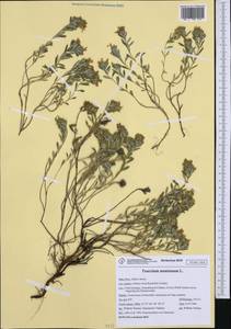 Teucrium montanum L., Western Europe (EUR) (Italy)