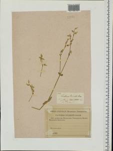 Cerastium holosteoides Fries emend. Hyl., Eastern Europe, Middle Volga region (E8) (Russia)
