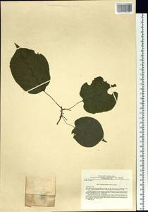 Actinidia kolomikta (Maxim. & Rupr.) Maxim., Siberia, Russian Far East (S6) (Russia)