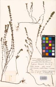 MHA 0 161 576, Euphrasia × vernalis List, Eastern Europe, Central region (E4) (Russia)