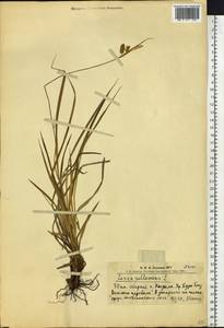 Carex pallescens L., Siberia, Altai & Sayany Mountains (S2) (Russia)